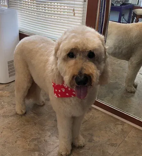 A small dog wearing a red bow tie is standing in front of a mirror.