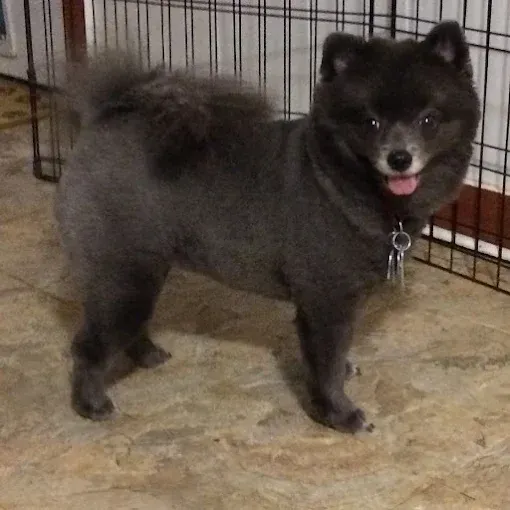 A small black dog is standing in front of a cage.