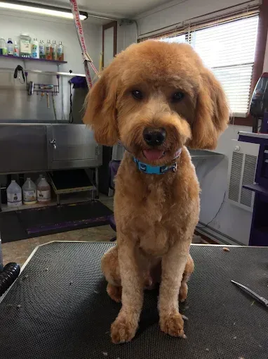 A small brown dog is sitting on a table in a grooming salon.