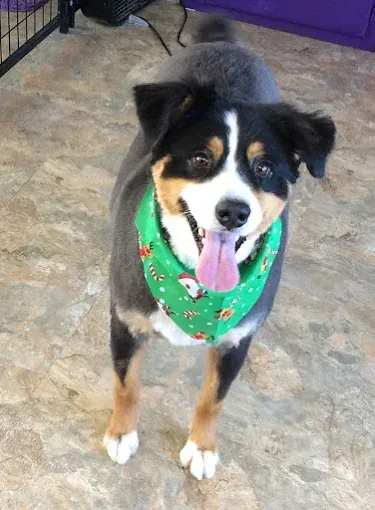 A dog wearing a green bandana is standing on a tiled floor.