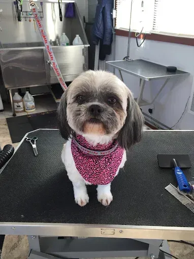 A small dog wearing a pink scarf is sitting on a grooming table.