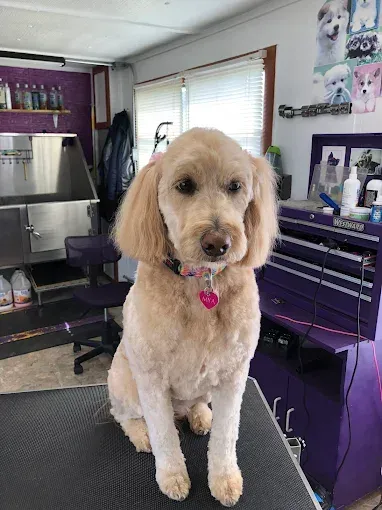 A dog is sitting on a table in a grooming salon.