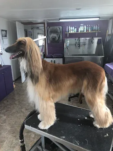 A long haired dog is standing on a grooming table in a room.