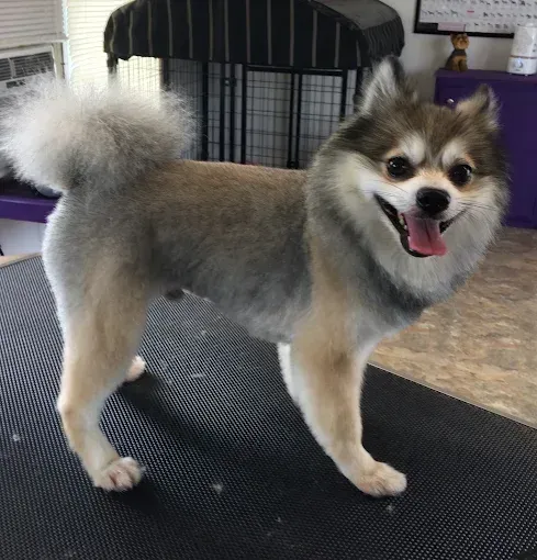 A small dog is standing on a black mat and smiling