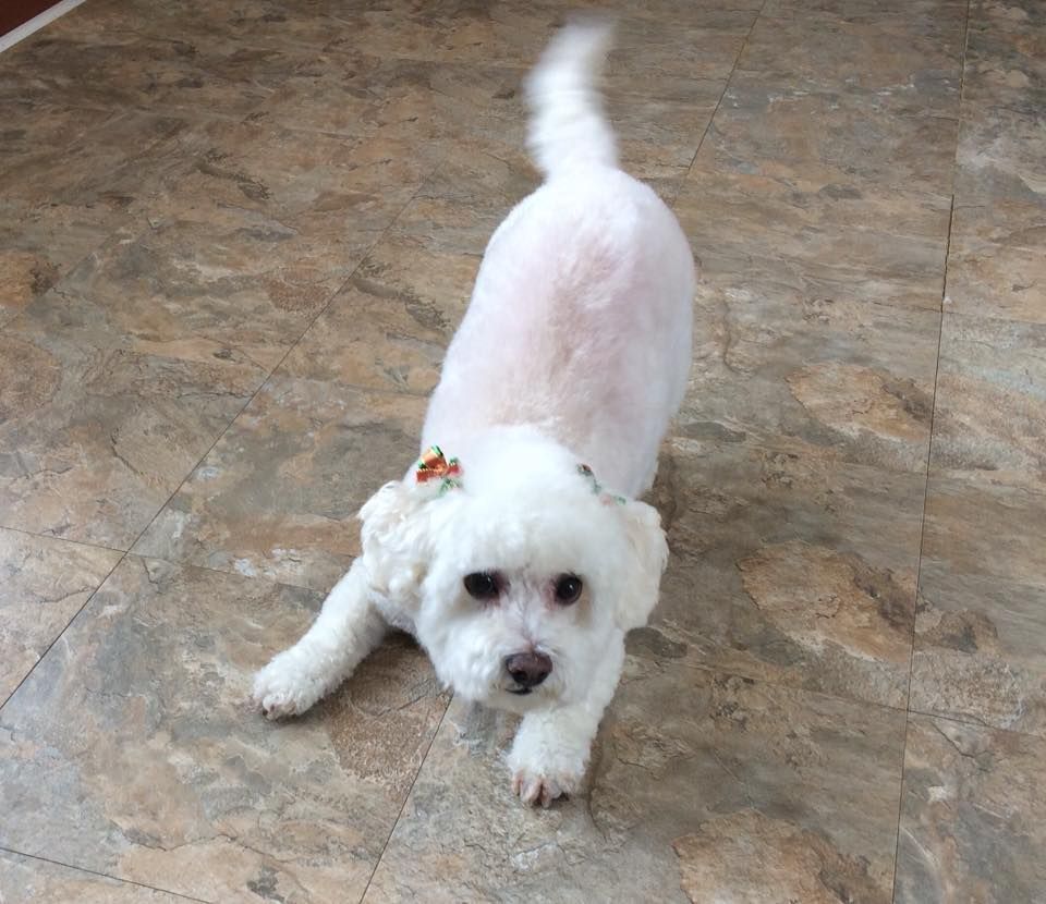 A small white dog is laying on a tiled floor