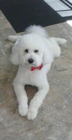 A white poodle with a red bow tie is laying on the floor.
