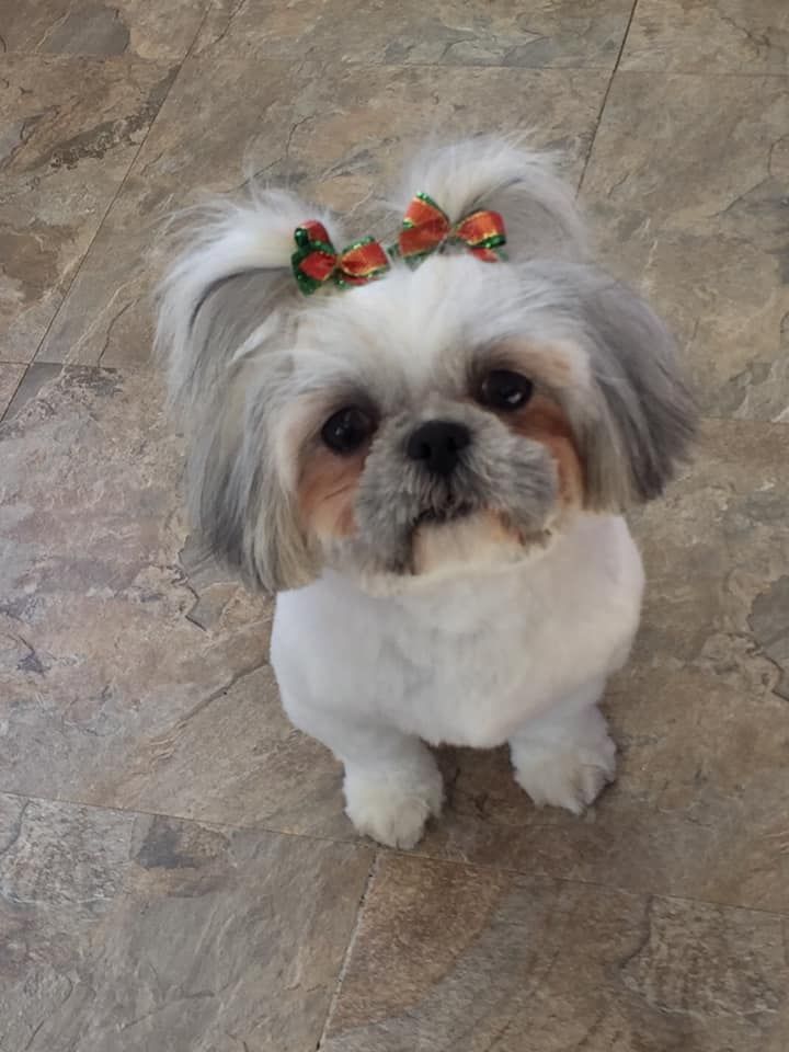A small white dog with two bows in its hair is sitting on a tiled floor.
