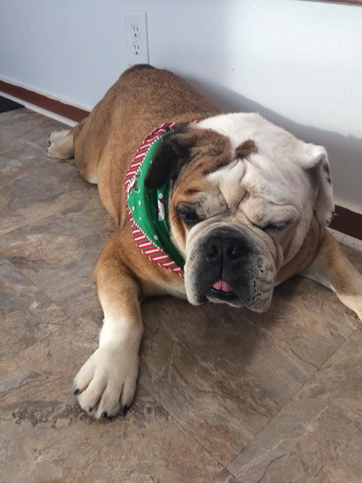 A bulldog wearing a green bandana is laying on the floor