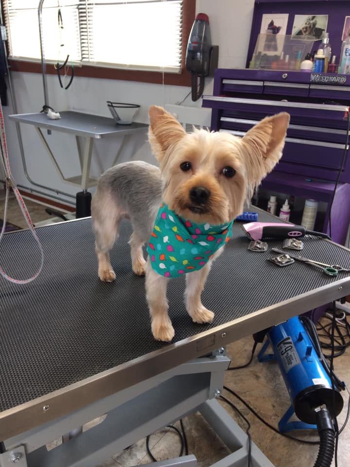 A small dog wearing a bandana is standing on a grooming table.