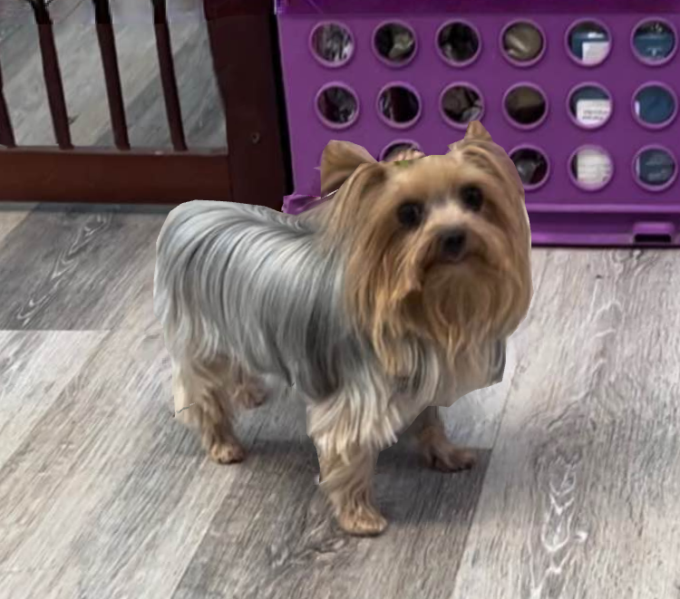 A small dog is standing in front of a purple crate.