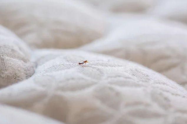 Bed bug crawling on a white mattress.