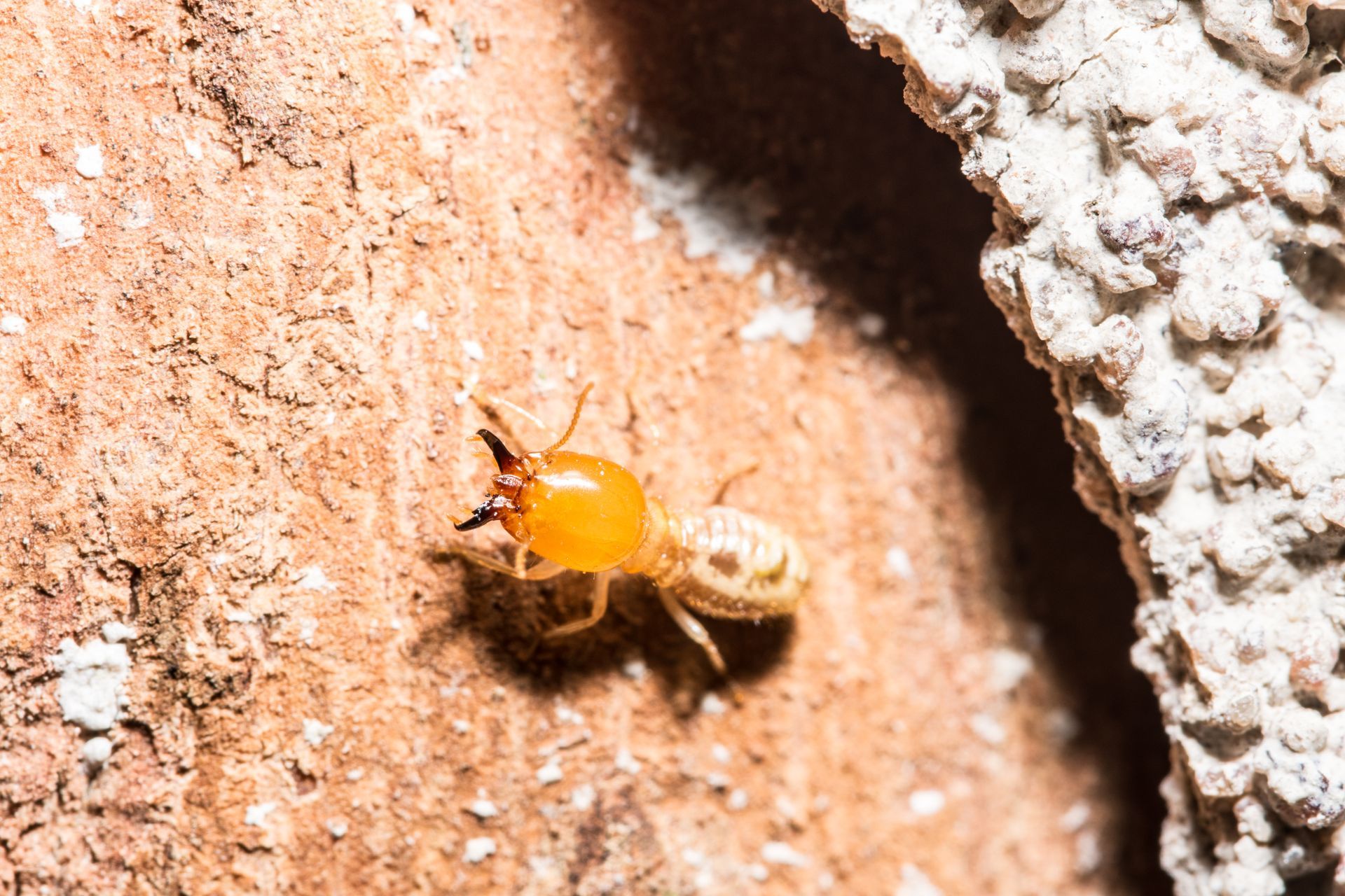 A close up of a scorpion on a rock.