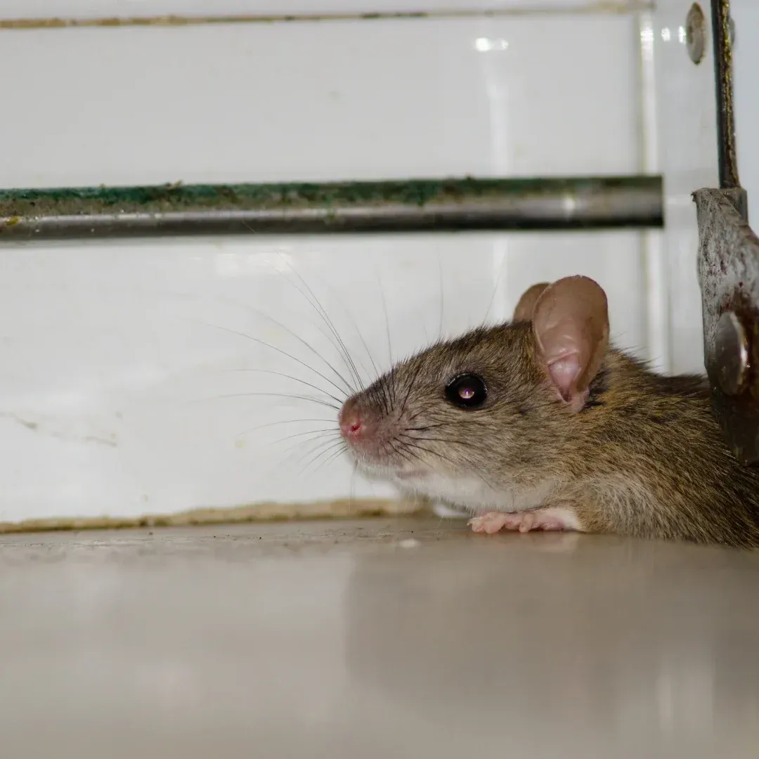 Brown mouse beside a white wall and metal pipe, looking left in a corner Brown mouse beside a white wall and metal pipe, looking left in a corner