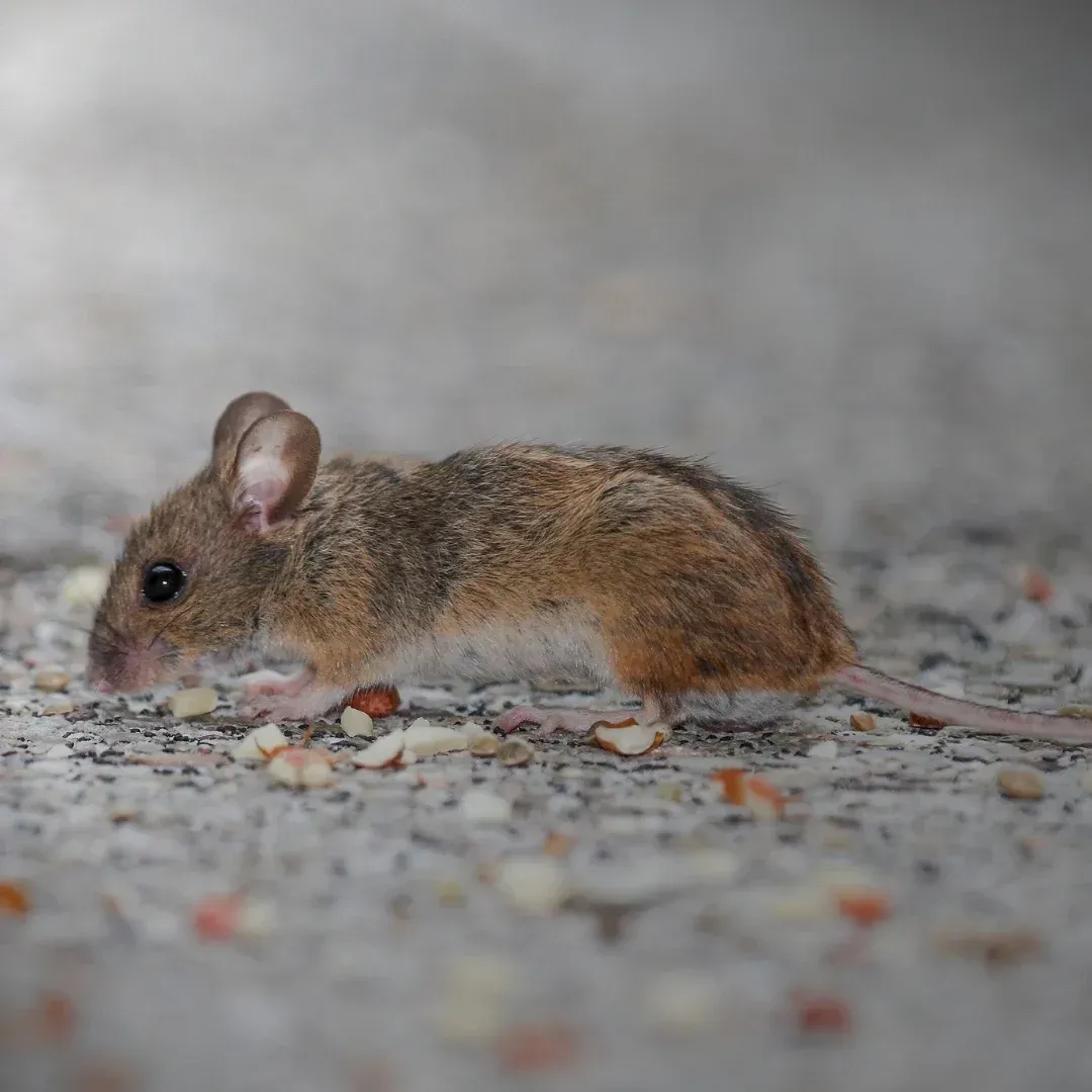 Small brown mouse on a gravel path, sniffing the ground in a blurry outdoor setting Small brown mouse on a gravel path, sniffing the ground in a blurry outdoor setting