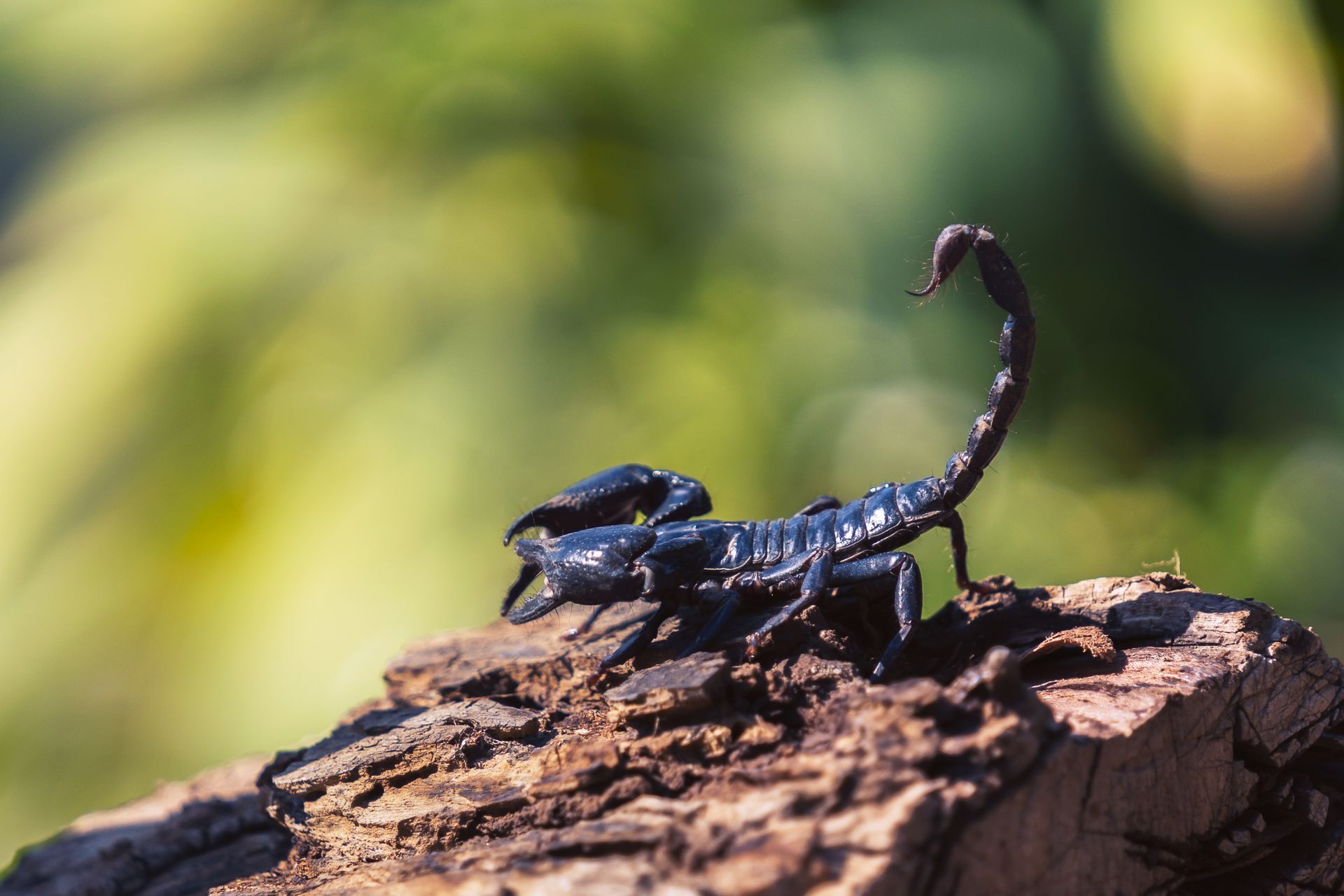 A close up of a scorpion on a rock.