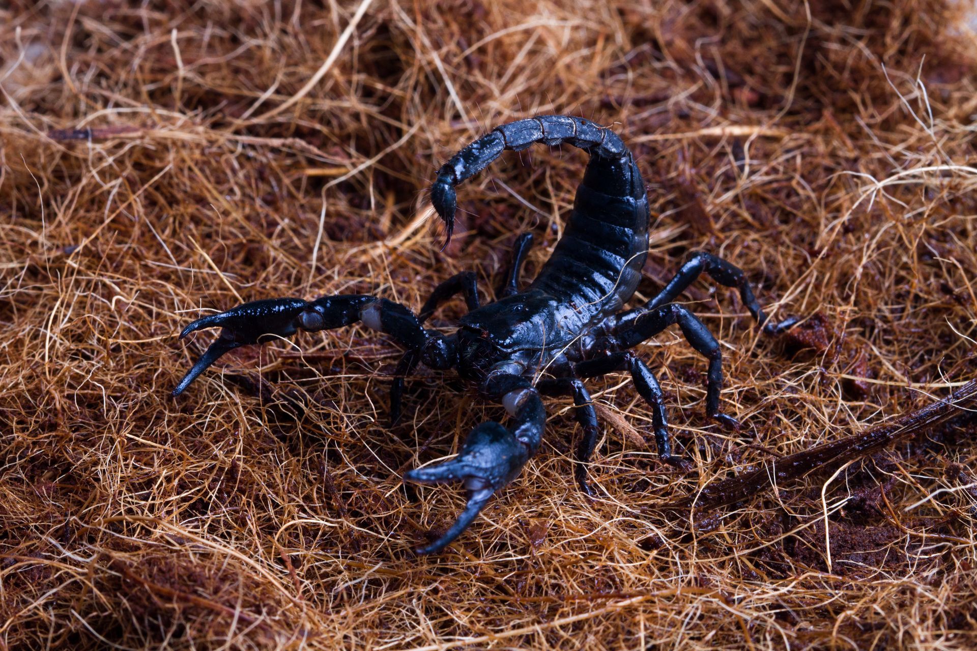 A close up of a scorpion on a rock.
