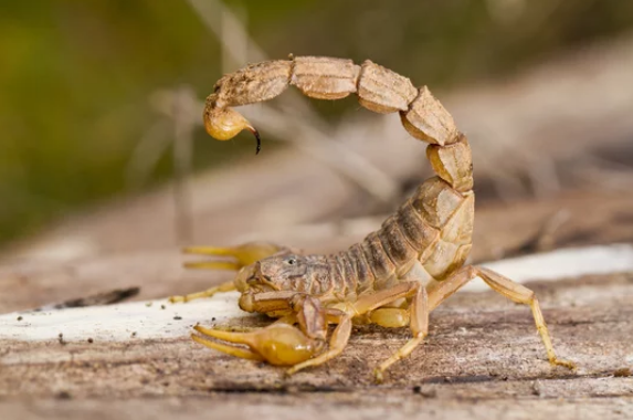 Yellow scorpion with curved tail, claws raised, on a light-colored wooden surface.