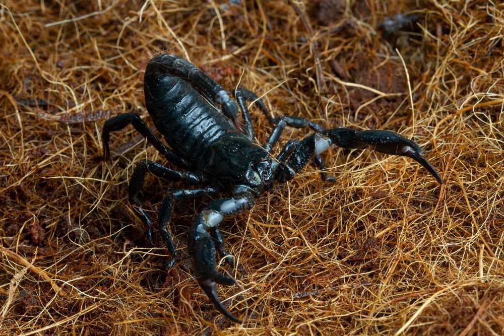 Yellow scorpion with curved tail, claws raised, on a light-colored wooden surface.