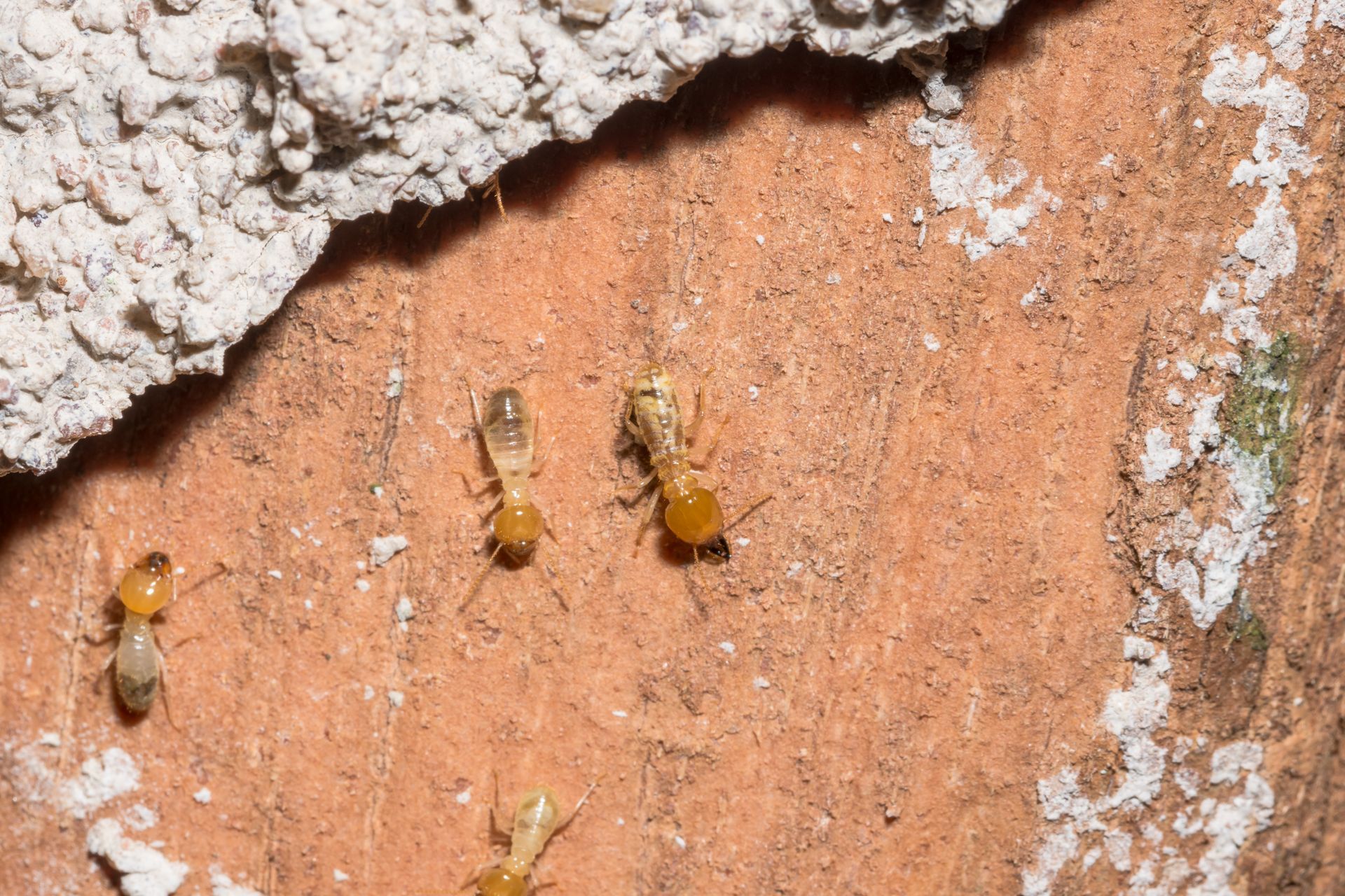A close up of a scorpion on a rock.