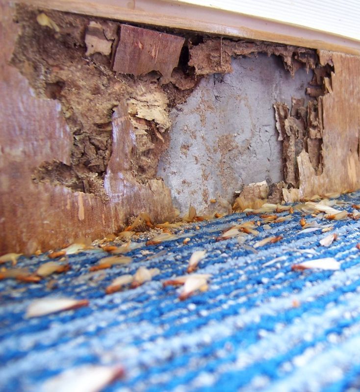 A close up of a scorpion on a rock.