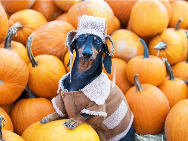 How much pumpkin do you give a clearance dog