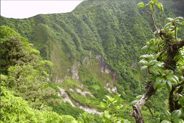 A lush green mountain covered in trees and shrubs