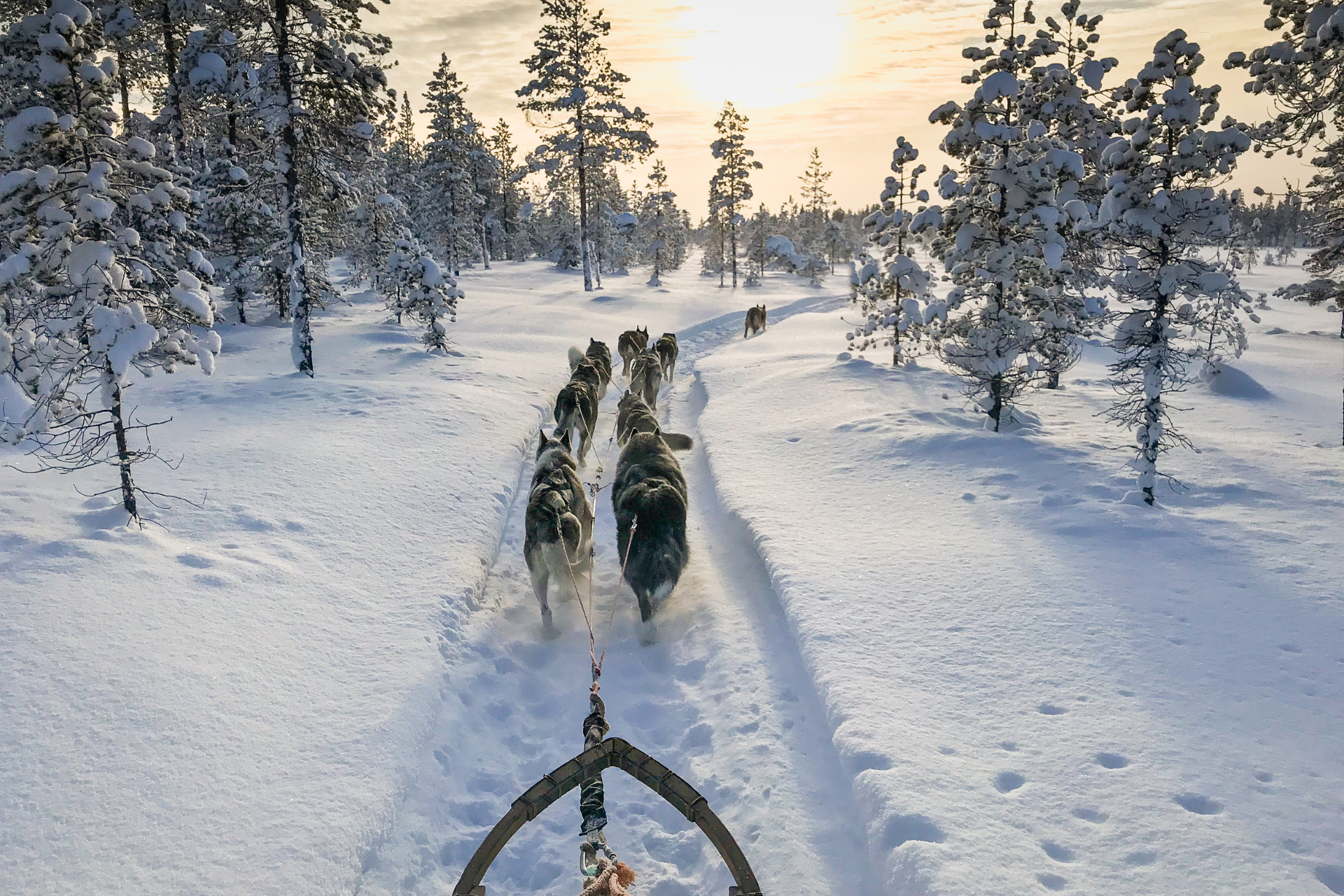 A group of husky dogs pulling a sled through the snow