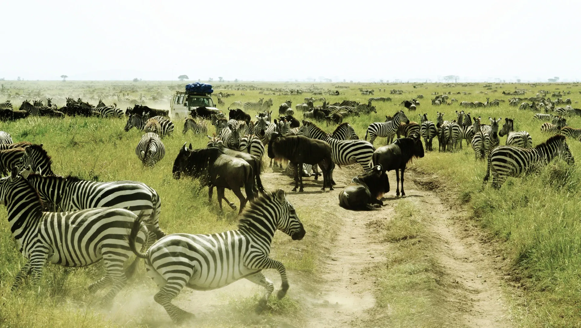 A herd of zebras are running down a dirt road.
