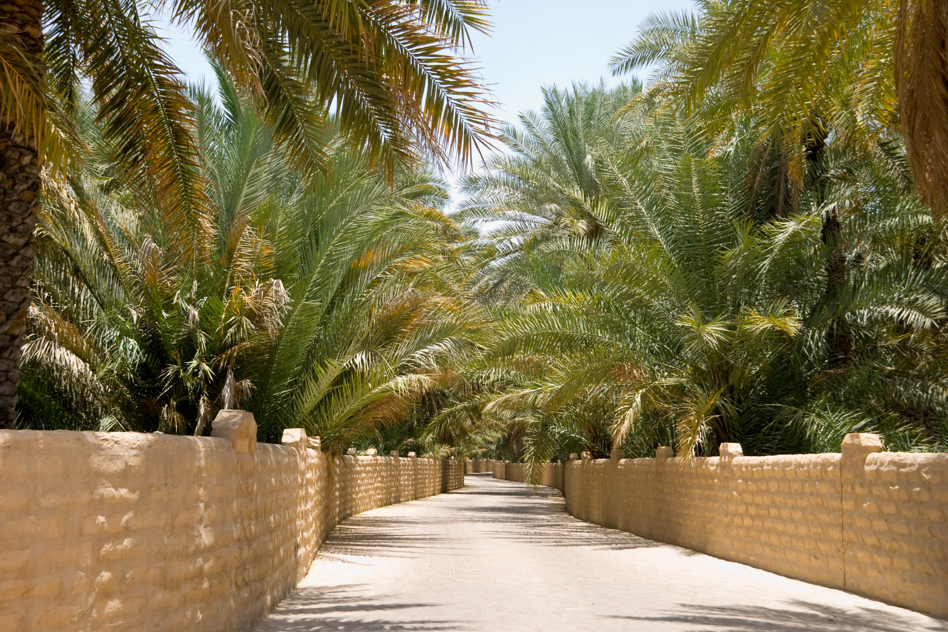 A road lined with palm trees and a brick wall