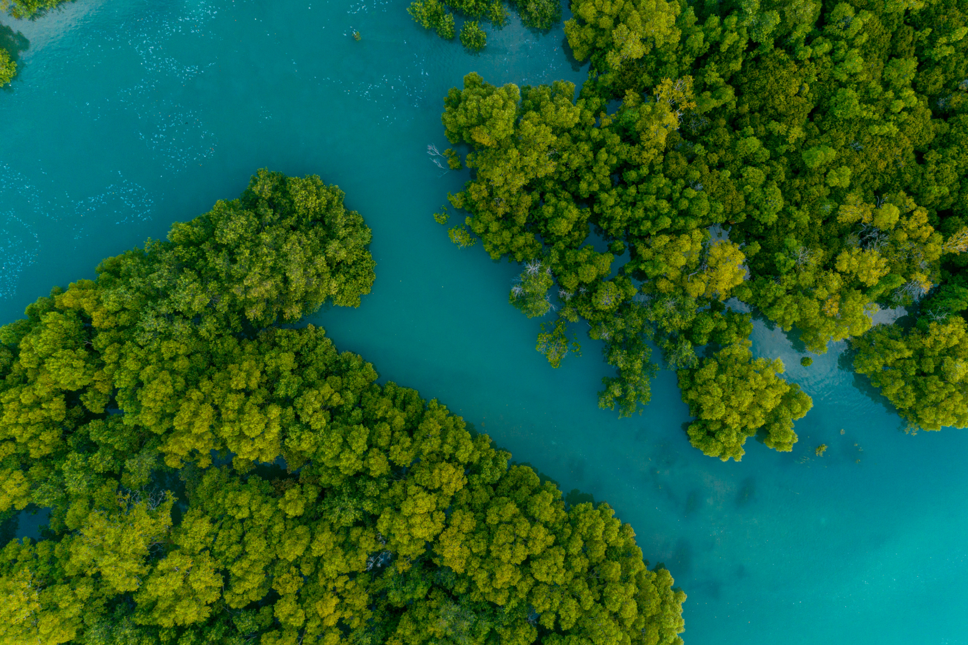 An aerial view of a mangrove forest surrounded by blue water.