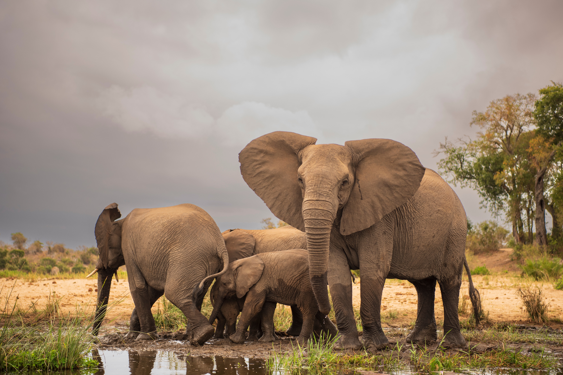 A herd of elephants standing next to each other in a muddy field.