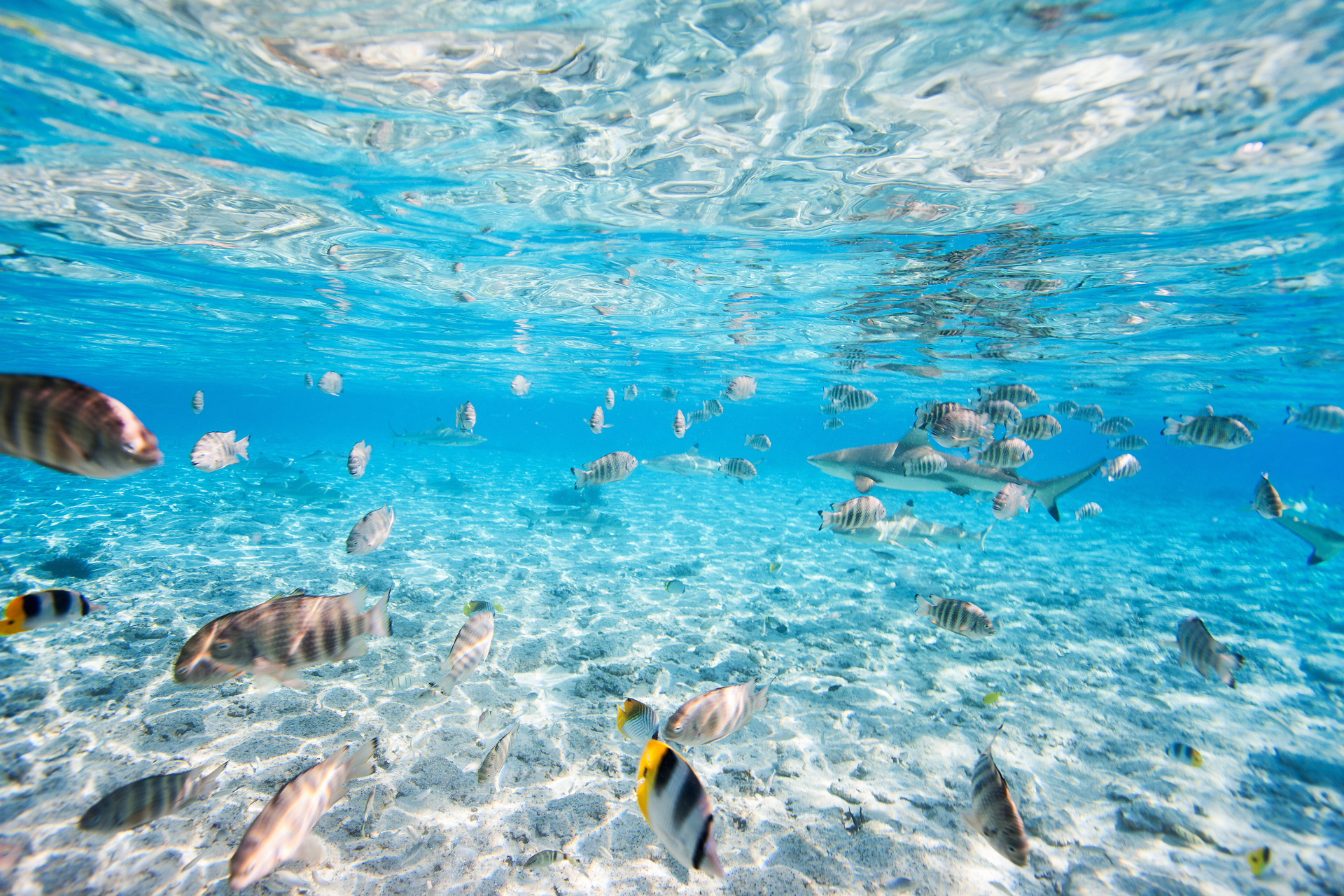 A group of fish are swimming in the ocean.