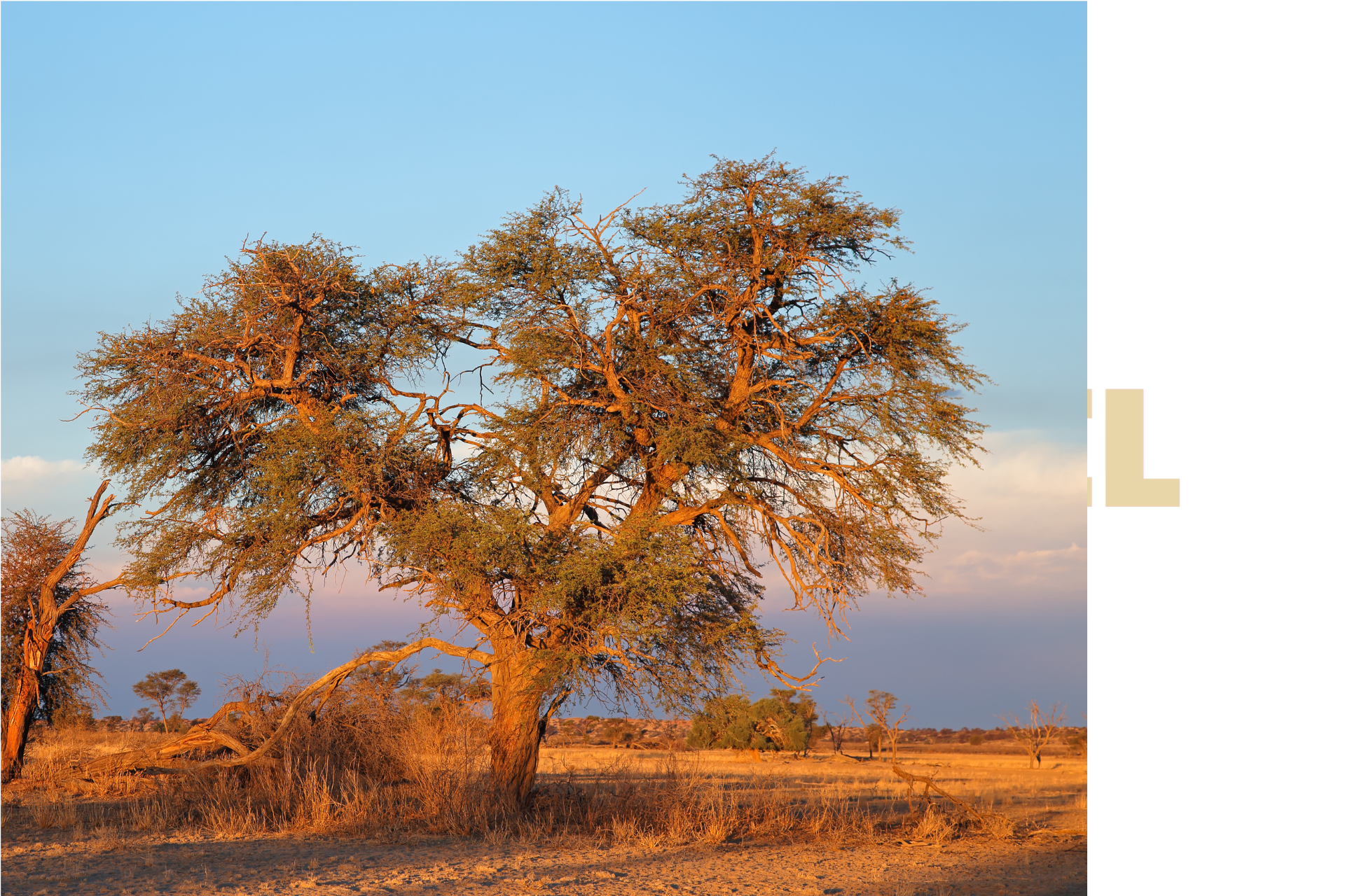 A tree in the middle of a field with a blue sky in the background.