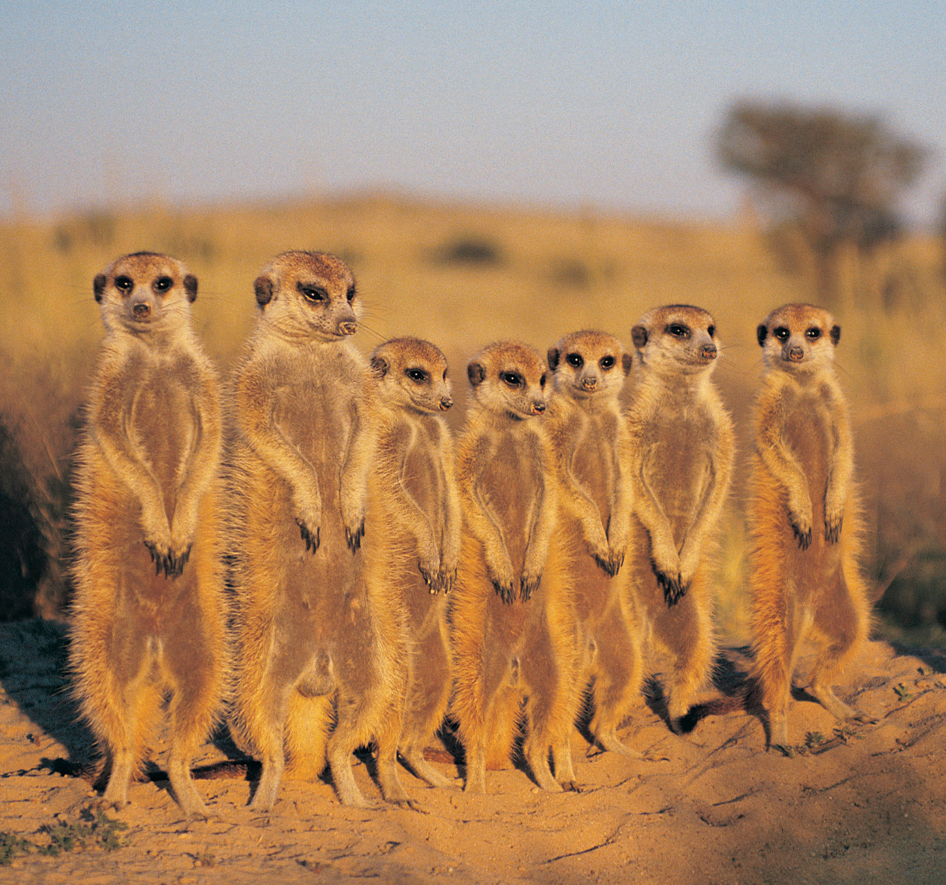 A group of meerkats standing next to each other