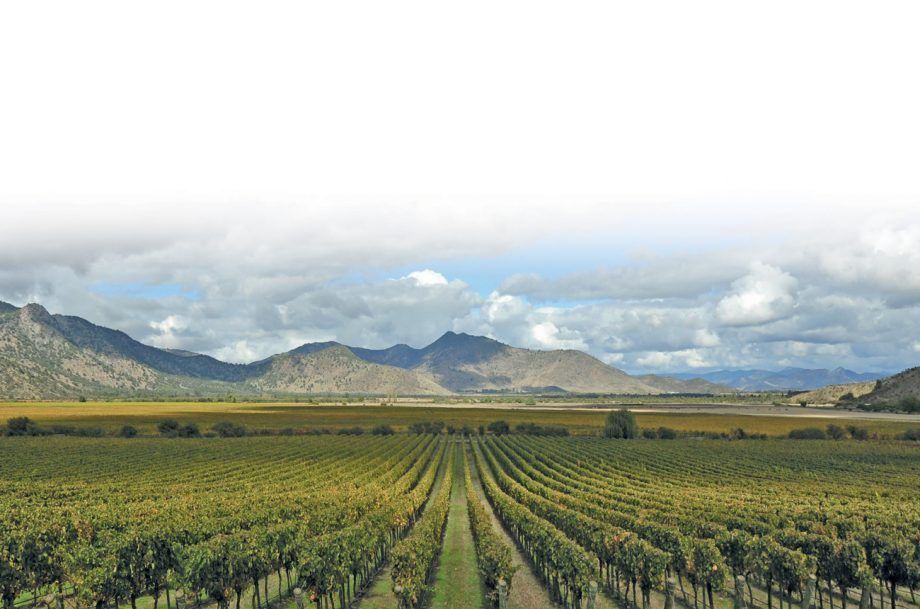 A vineyard with mountains in the background and rows of vines in the foreground.