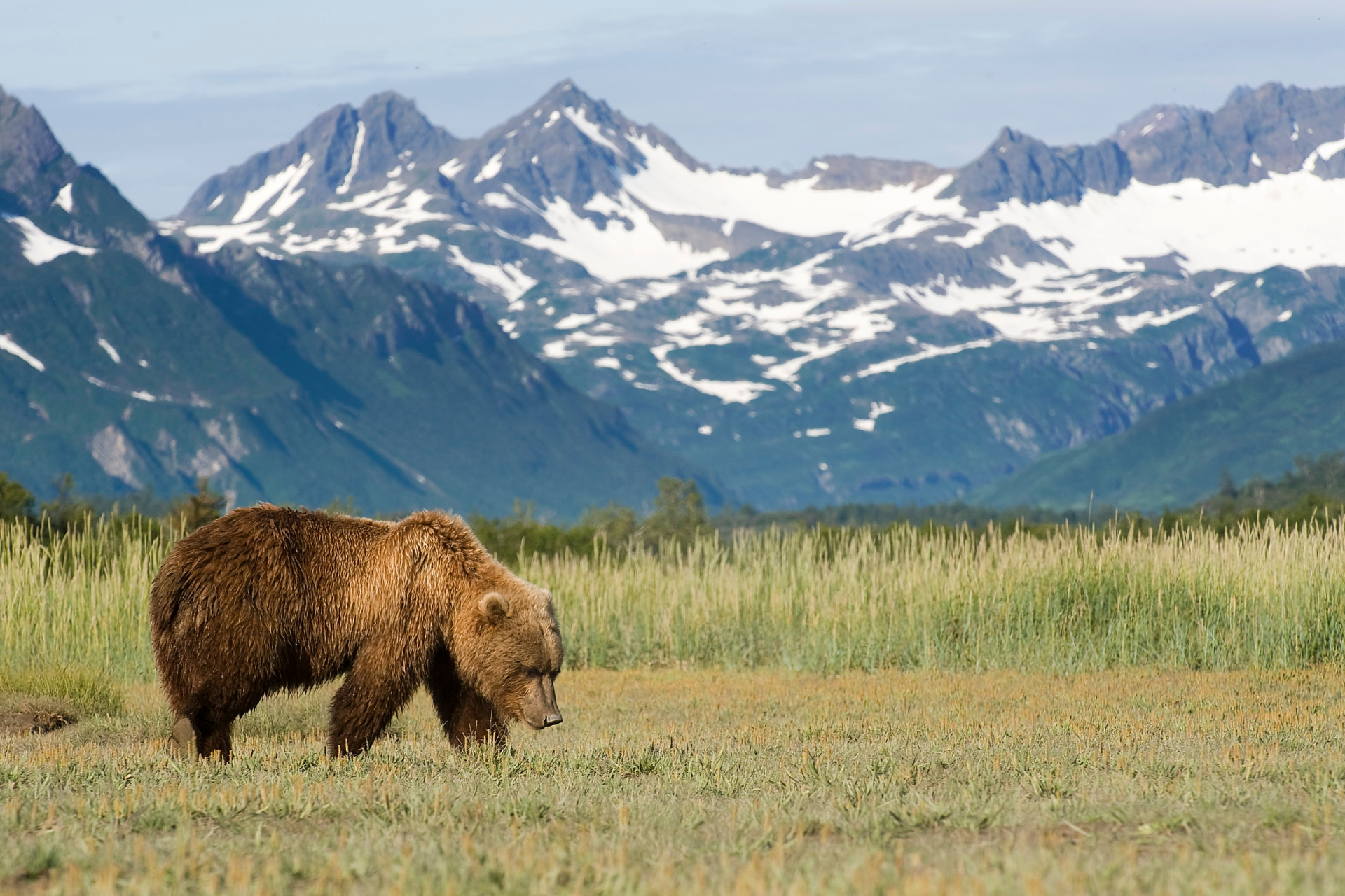 A brown bear standing in a field with mountains in the background