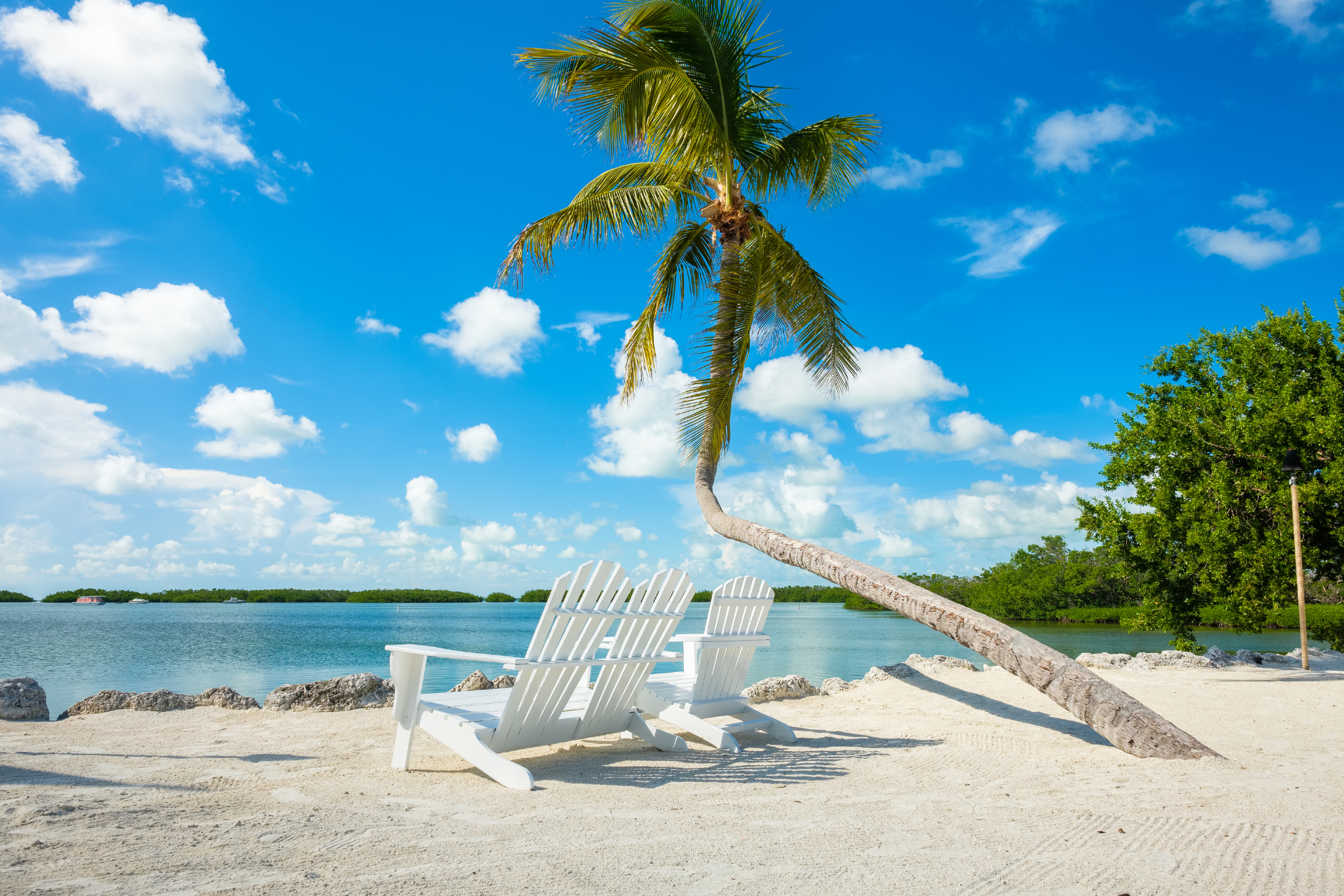 Two white chairs are sitting under a palm tree on a tropical beach.