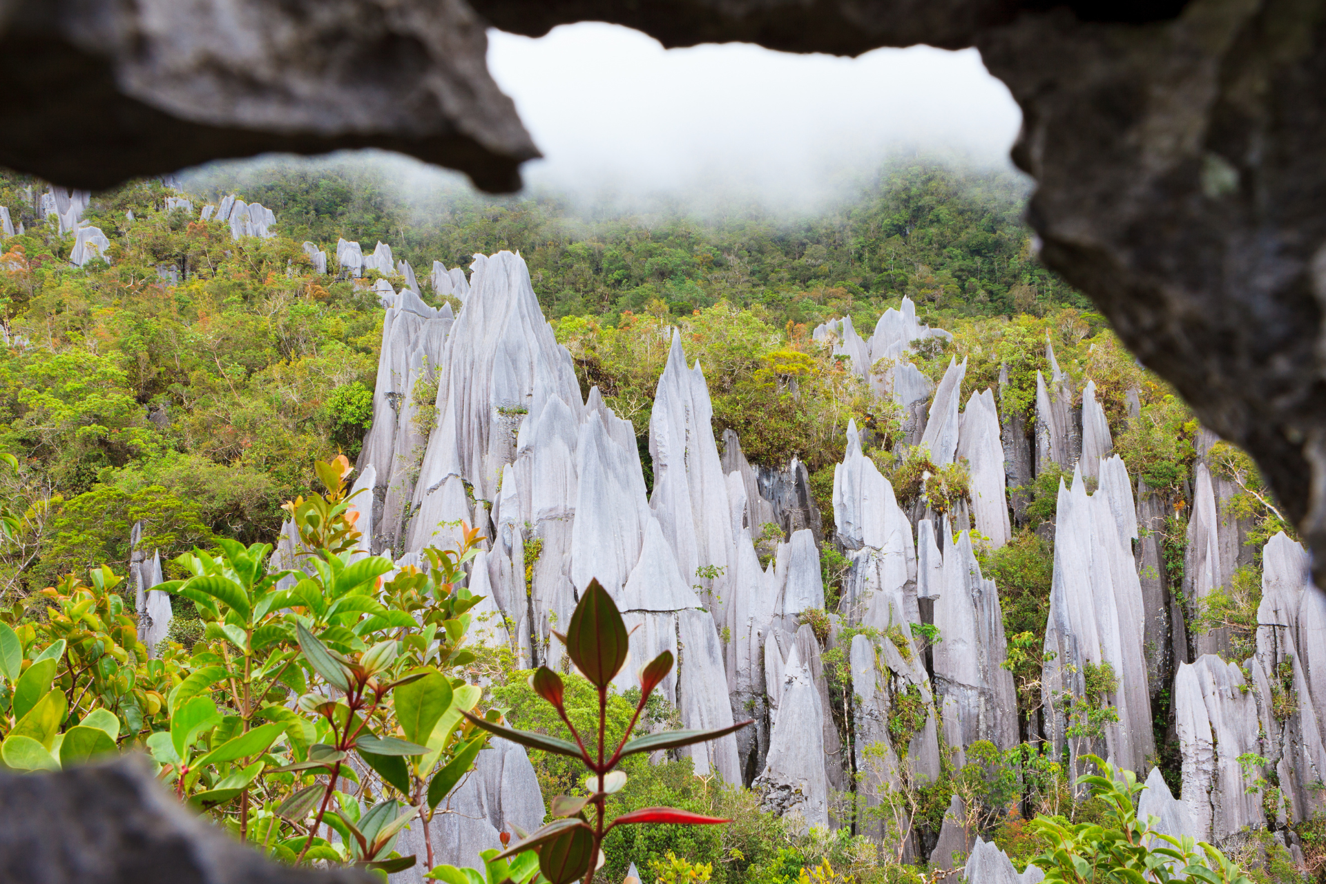 A view of a lush green forest through a hole in a rock.