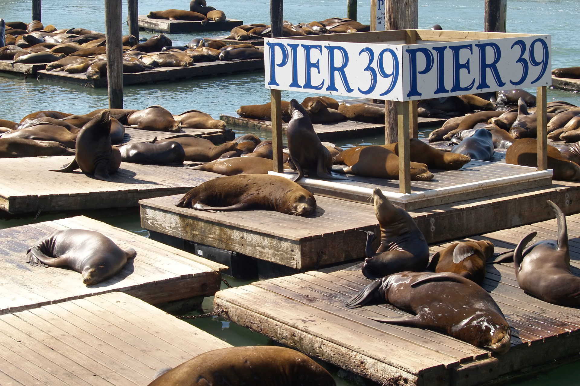 Sea lions laying on a dock under a pier 39 sign