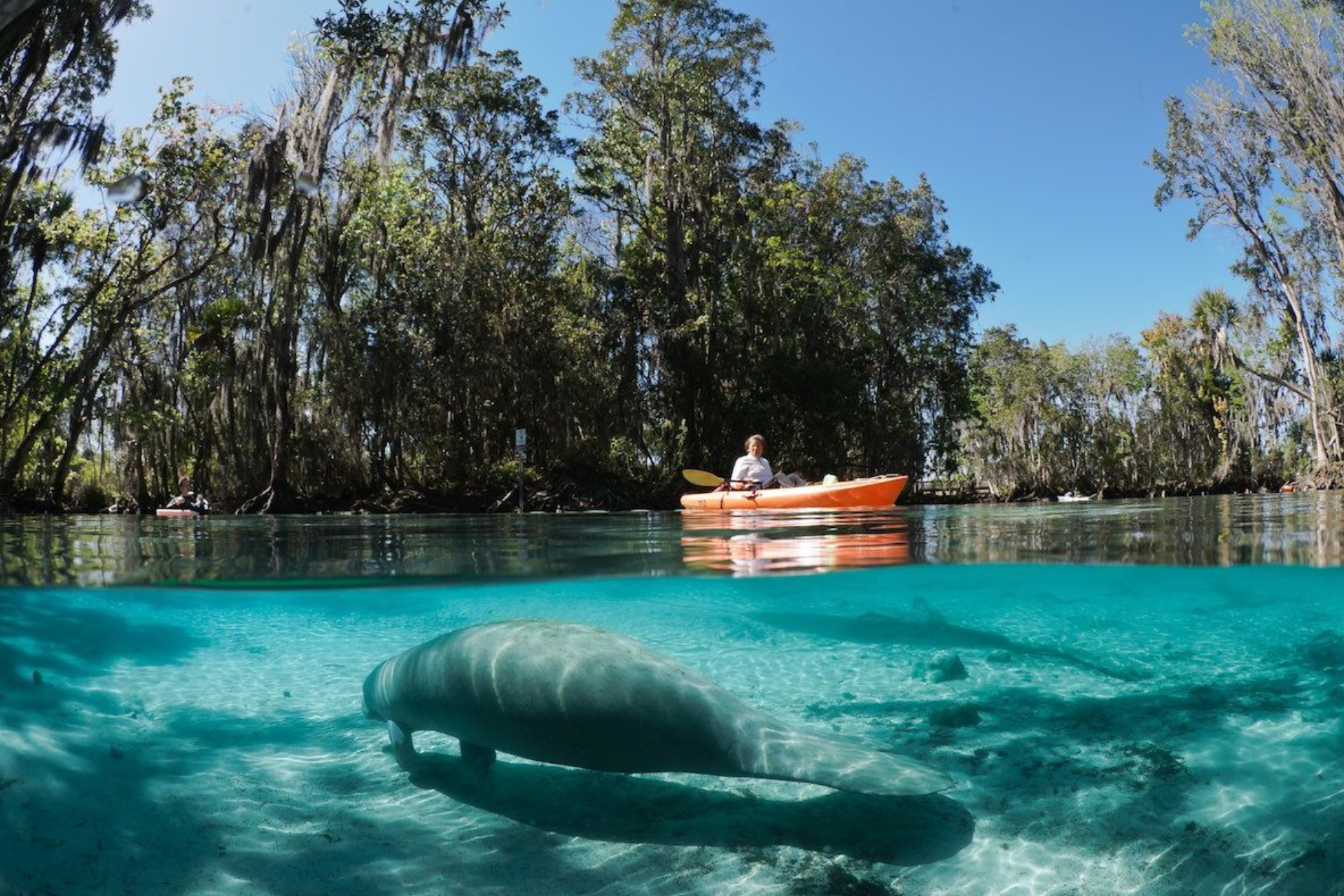 A manatee is swimming in the water next to a person in a kayak.