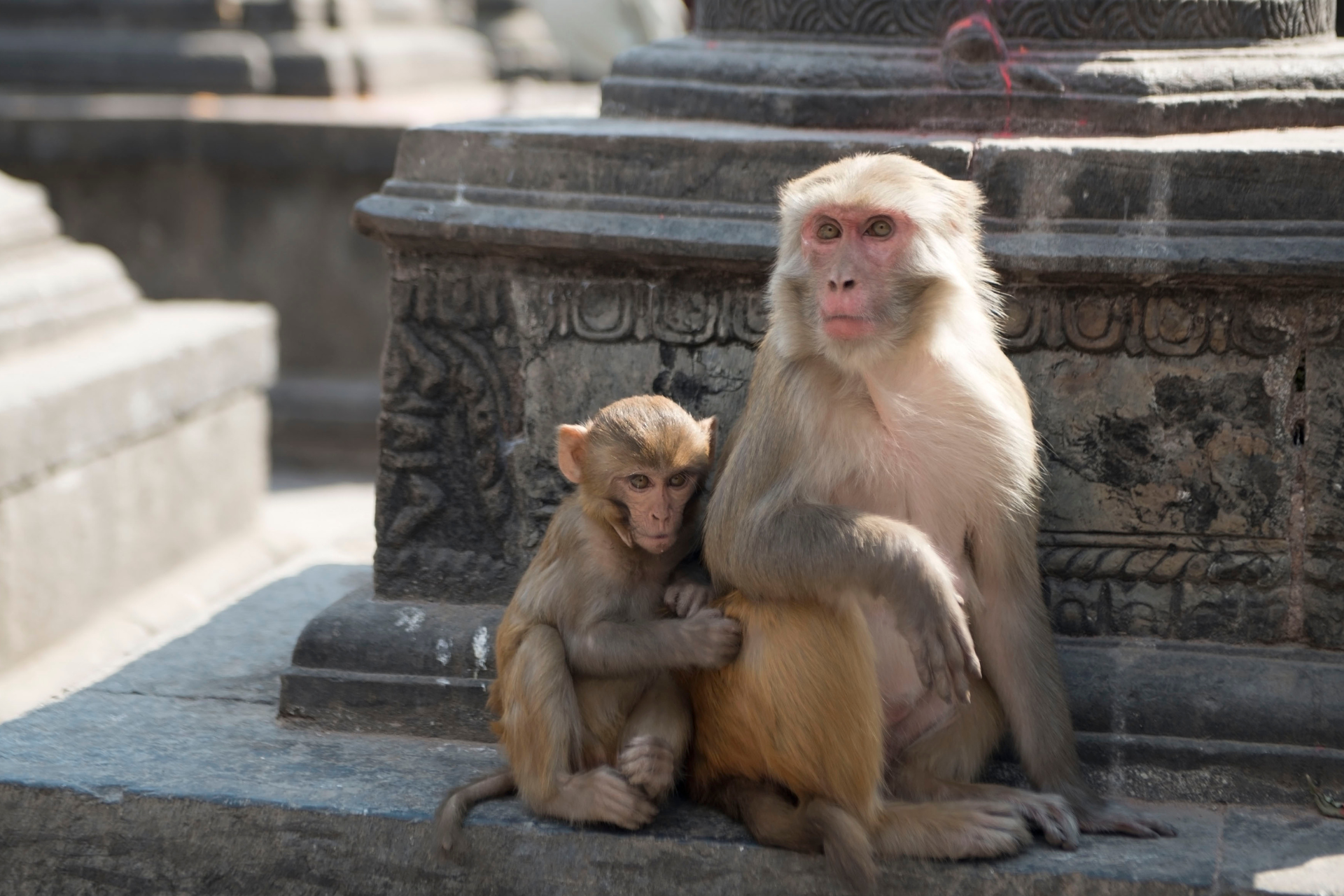 Two monkeys are sitting next to each other on a stone pillar.