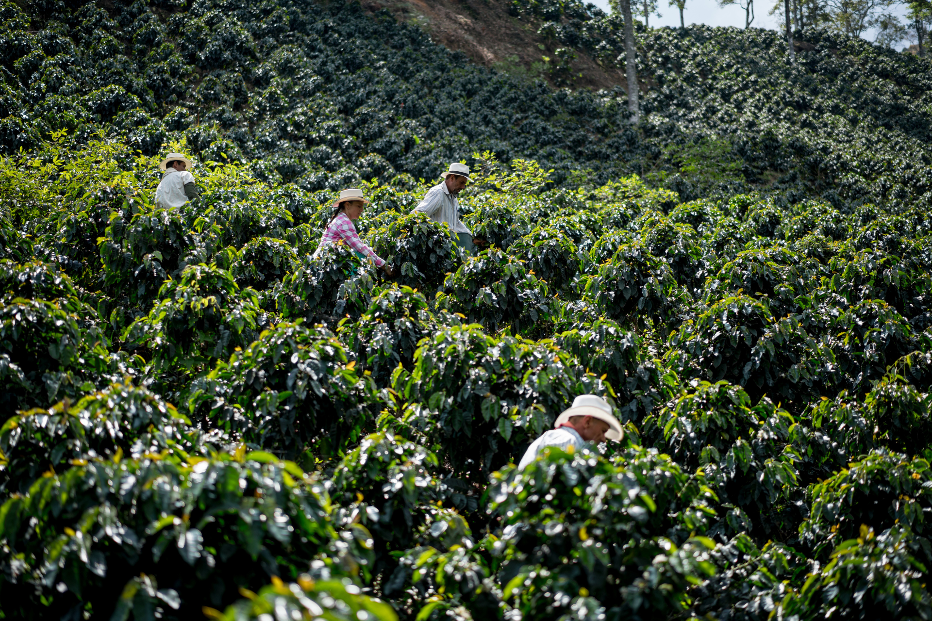 A group of people are working in a field of plants.