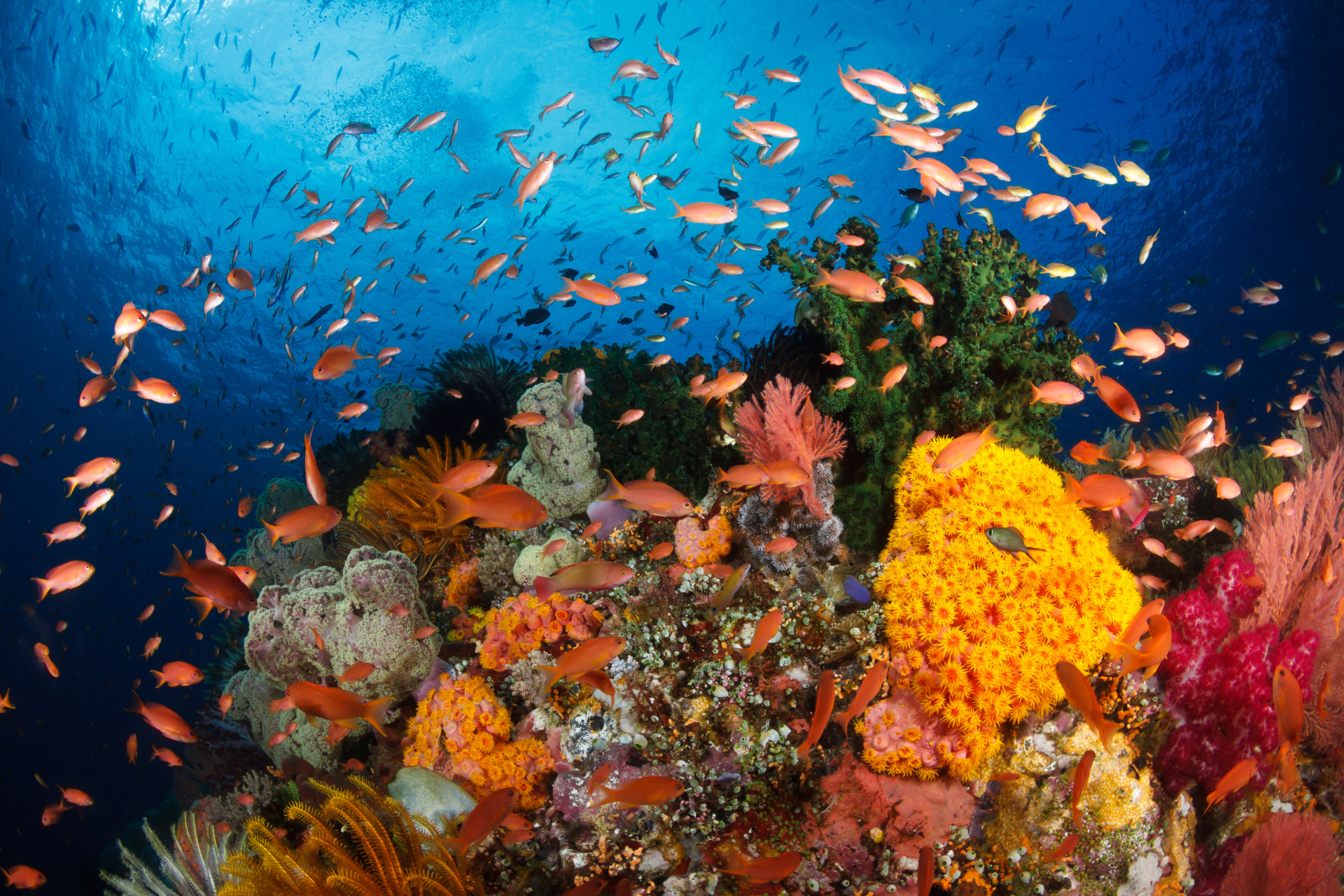 A coral reef with lots of fish and sponges