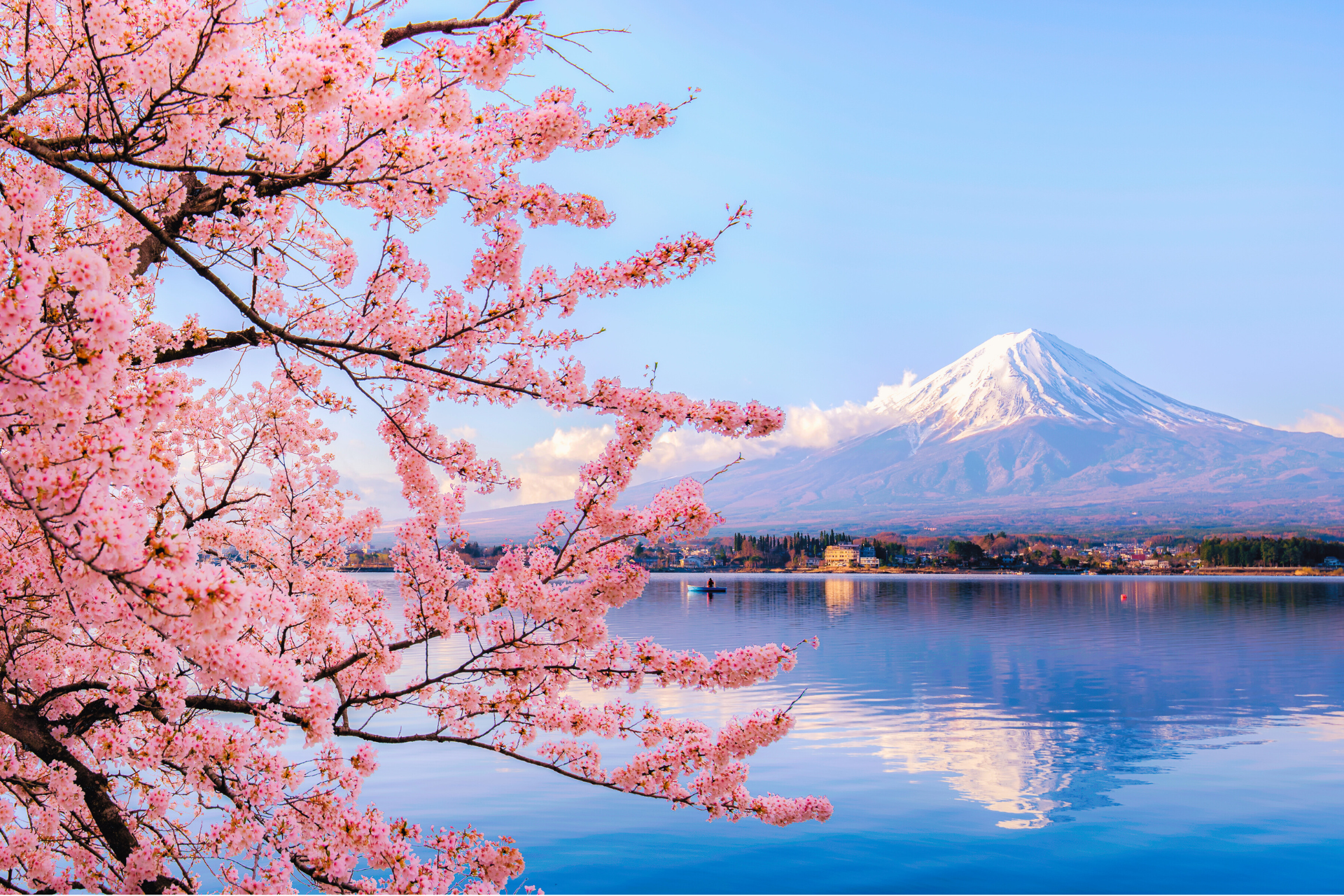 A cherry blossom tree in front of a lake with a mountain in the background.