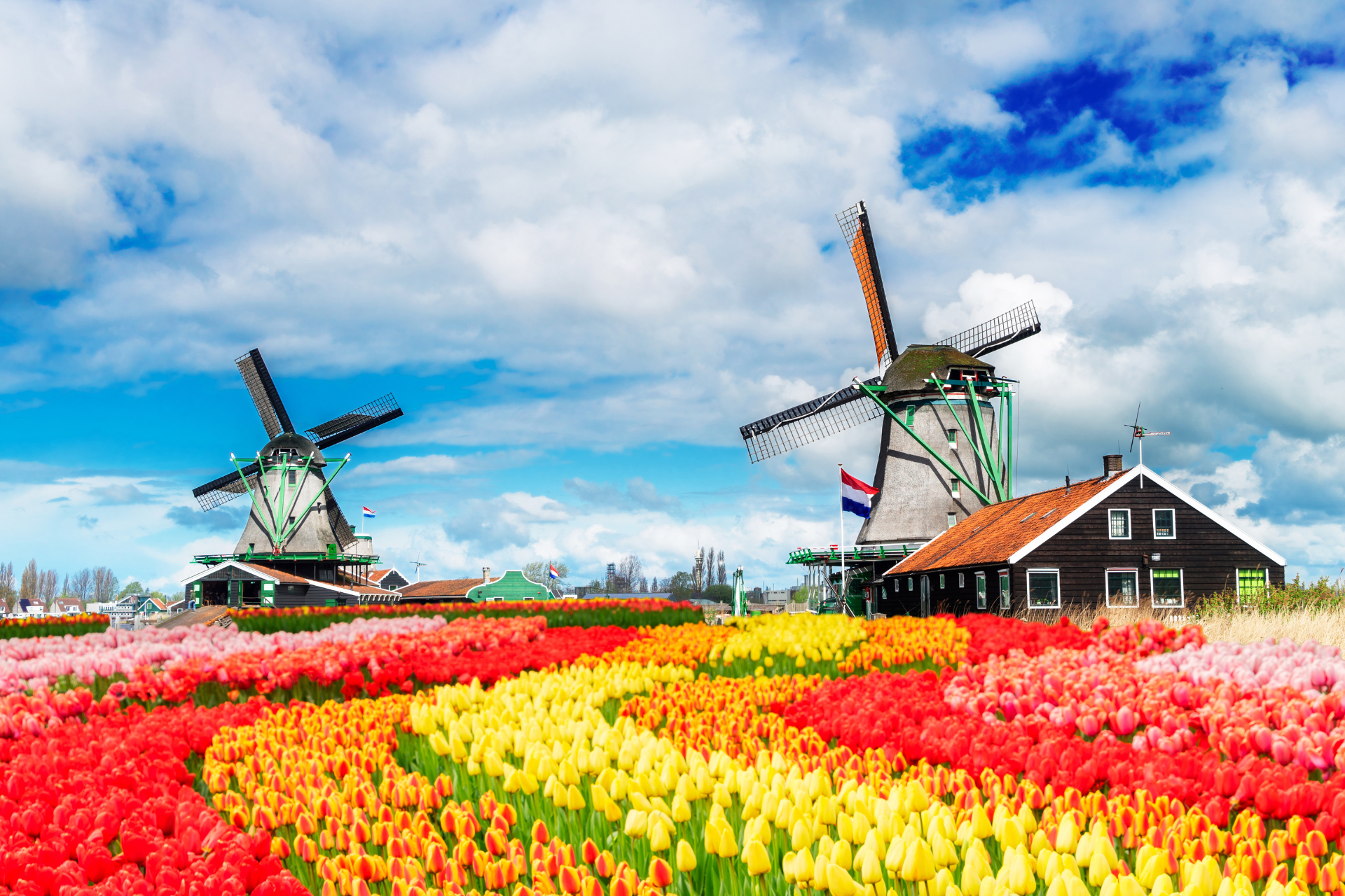 There are two windmills in the middle of a field of flowers.