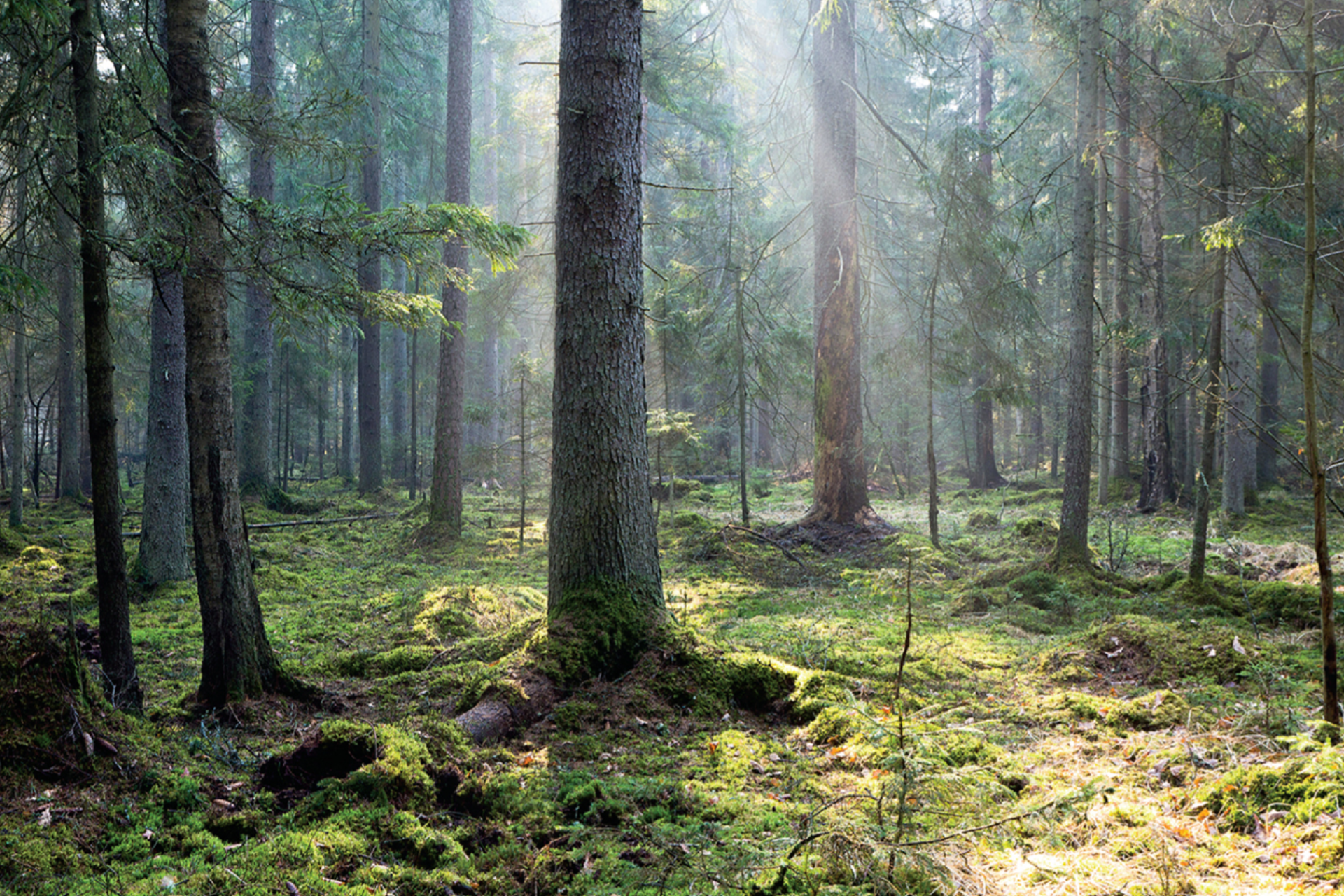 The sun is shining through the trees in the forest.