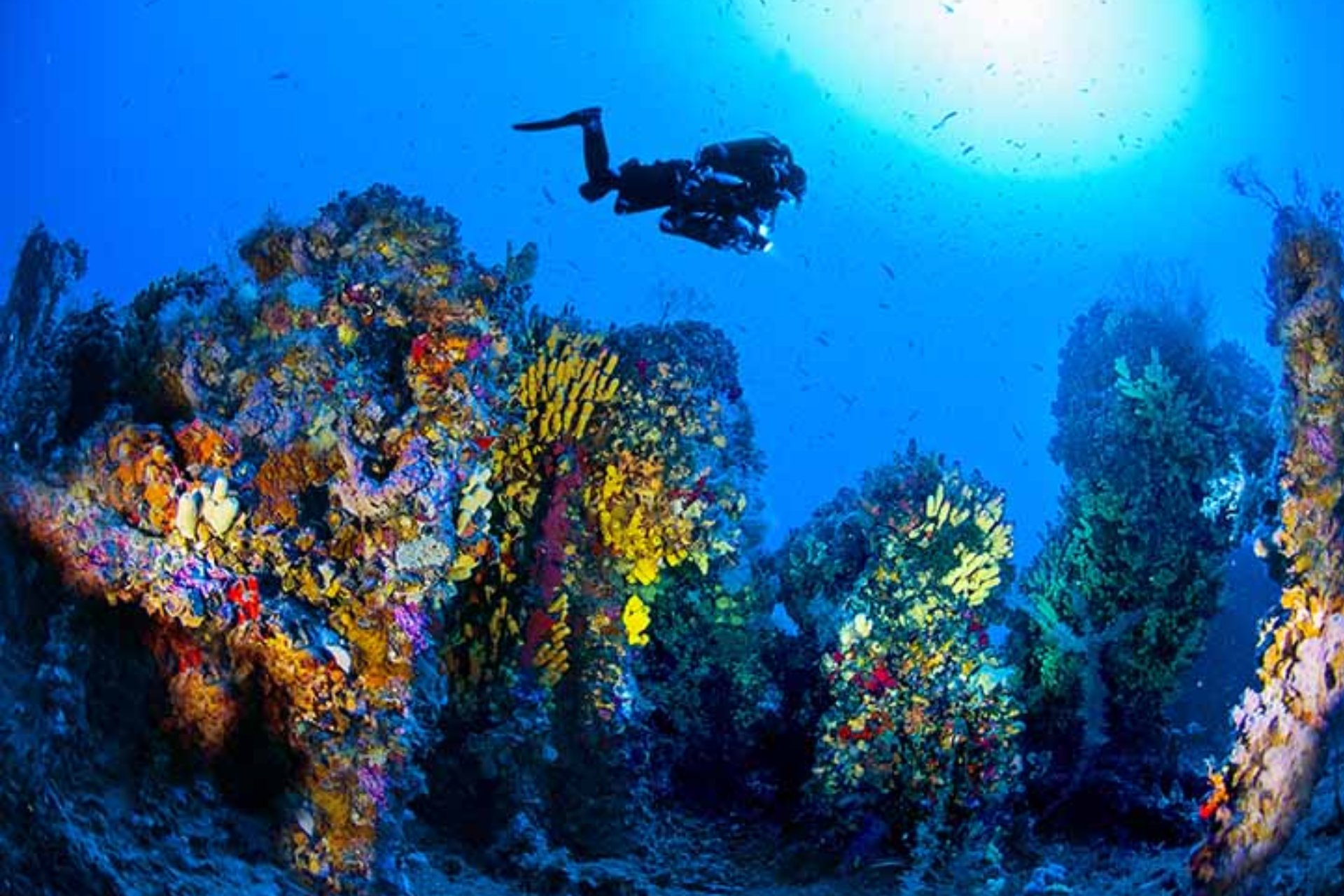 A scuba diver is swimming in the ocean near a coral reef.