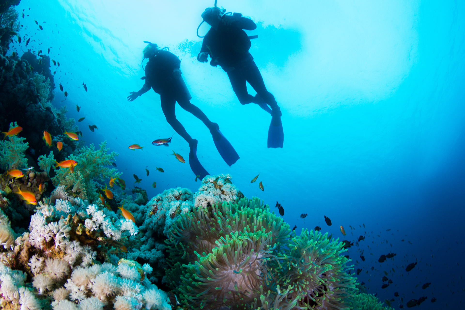 Two scuba divers are swimming over a coral reef in the ocean.