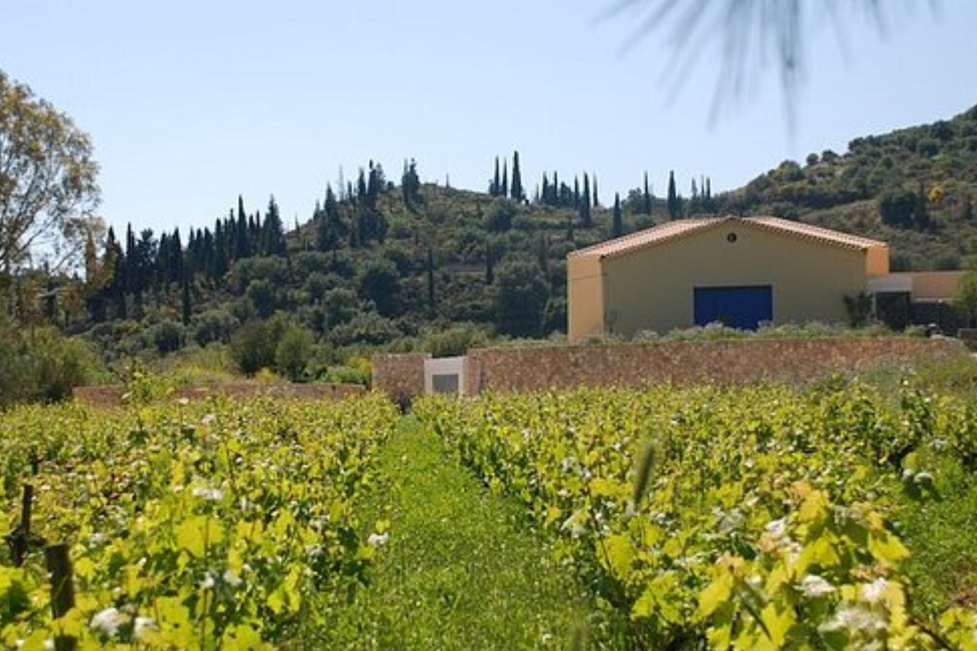 A vineyard with a yellow building in the background