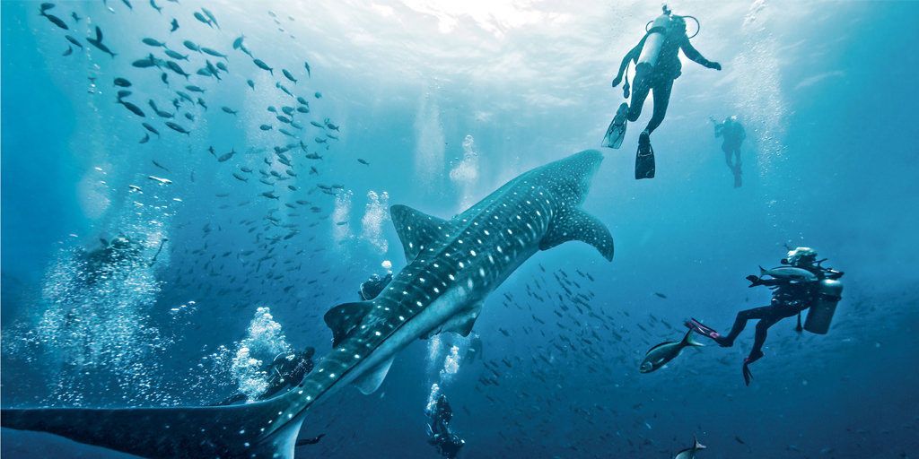 A group of scuba divers are swimming with a whale shark in the ocean.